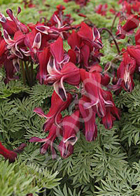 Dicentra 'Burning Hearts'